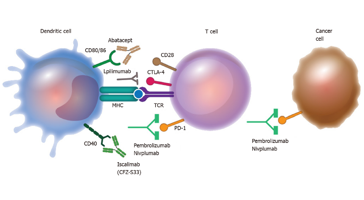 World Journal of Immunology - Baishideng Publishing Group